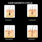 The Hair Growth Cycle Explained: A Guide to Stronger, Thicker Hair