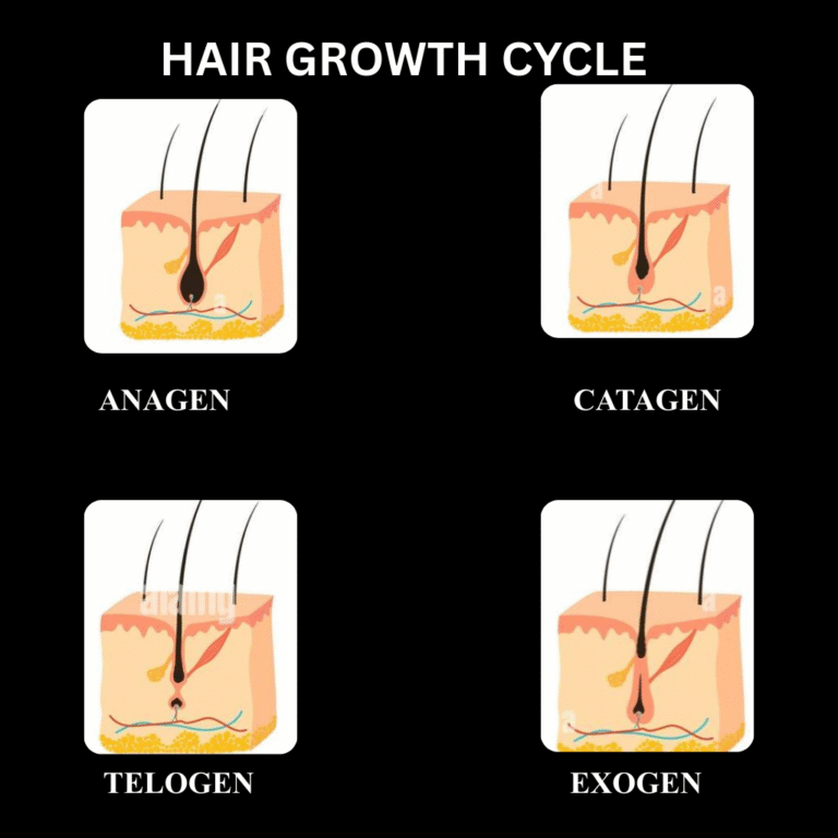 “Hair Growth Cycle diagram showing four stages: Anagen (growth phase), Catagen (transition phase), Telogen (resting phase), and Exogen (shedding phase).”